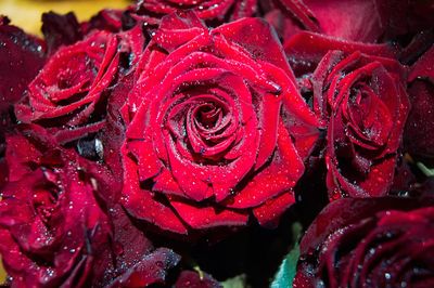 Close-up of wet red roses