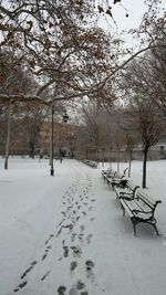 Snow covered trees on field during winter