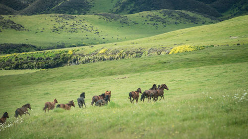 Horses grazing in a field