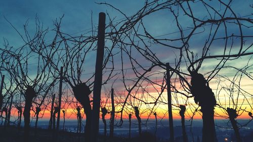 Silhouette of trees at sunset