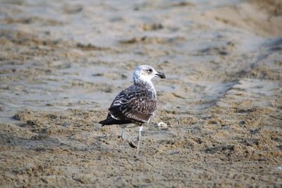 Seagull at sandy beach