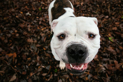 Close-up portrait of a dog