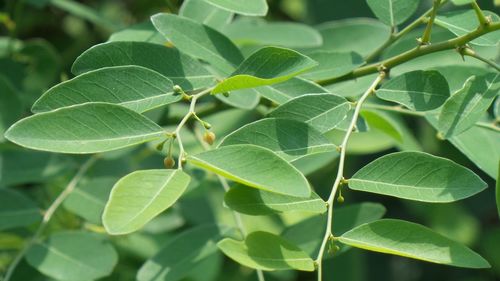 Close-up of green leaves