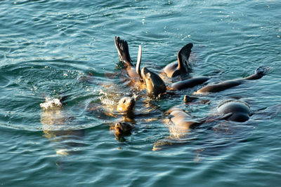 High angle view of people swimming in pool