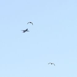 Low angle view of birds flying in the sky