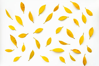 High angle view of leaves against white background