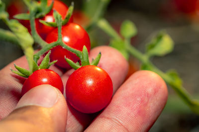 Close-up of hand holding strawberries