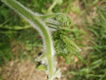 Close-up of fern growing on field