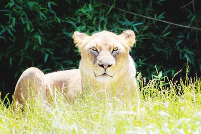 Lion relaxing in a field