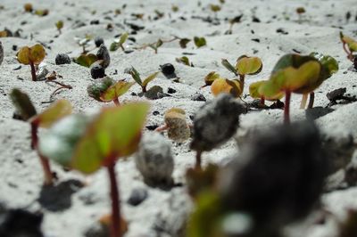 Close-up of leaves on plant