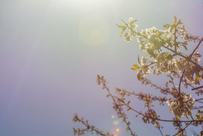 Close-up of blooming tree against sky