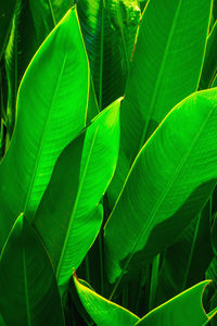 Full frame shot of leaves