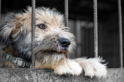 Dog in animal shelter waiting for adoption. portrait of red homeless dog in animal shelter cage.