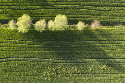 High angle view of agricultural field