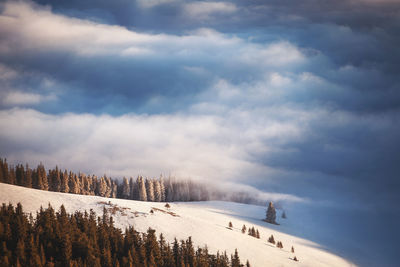 Panoramic shot of trees on snowcapped landscape against sky