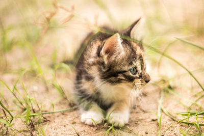 High angle view of kitten on field