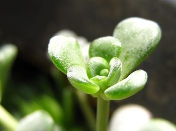 Close-up of fresh green plant