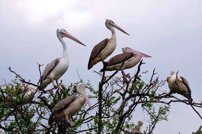 Low angle view of birds perching on branch against sky