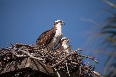 Low angle view of birds perching on nest