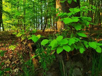 Close-up of plants growing on land in forest