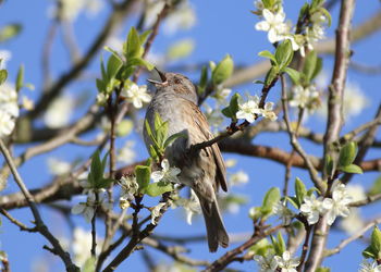 Low angle view of a bird perching on tree