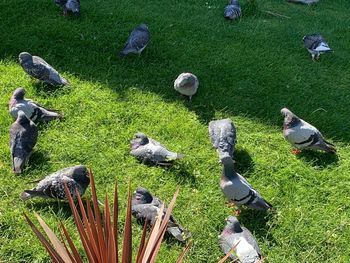 High angle view of birds on land