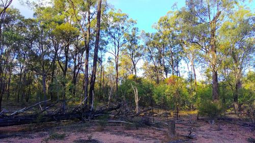 Trees in forest against sky