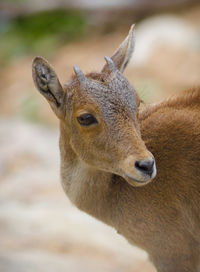 Close-up of deer