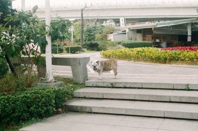 Dog by trees against plants