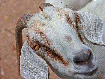 Close-up portrait of horse