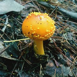 Close-up of mushroom growing in forest