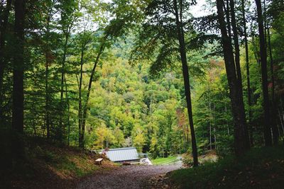 Scenic view of forest