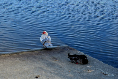 High angle view of swan swimming on lake