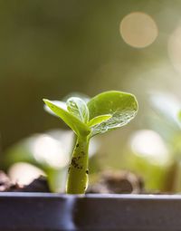 Close-up of potted plant