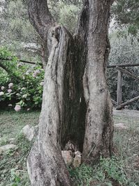 Tree trunk in park