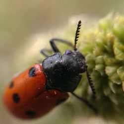 Close-up of insect