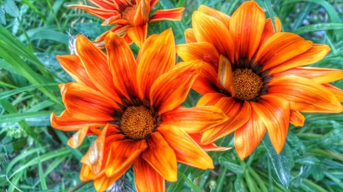 Close-up of flower blooming outdoors