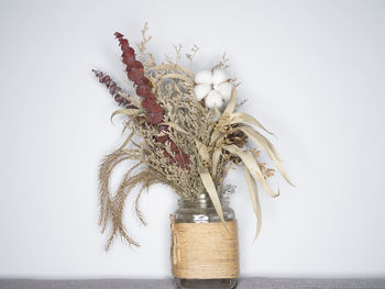 Close-up of plant in vase against white background