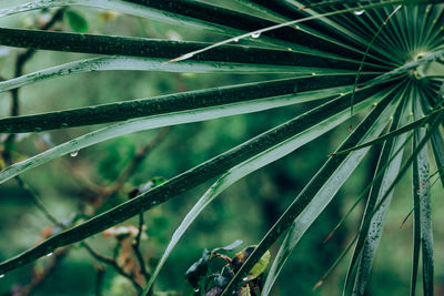 Close-up of dew drops on plant