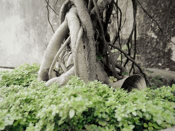 Moss growing on tree trunk