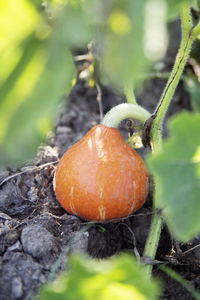 Close-up of orange fruit growing on field