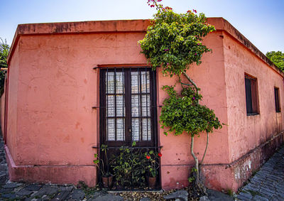 Ivy growing on old building