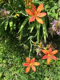 Close-up of orange flowers blooming outdoors