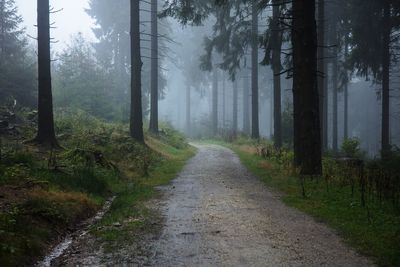 Road amidst trees in forest