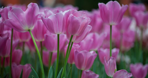 Close-up of pink flowering plants on field