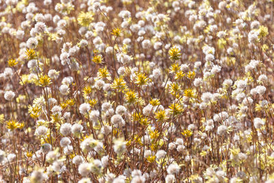 Close-up of white flowering plants on field