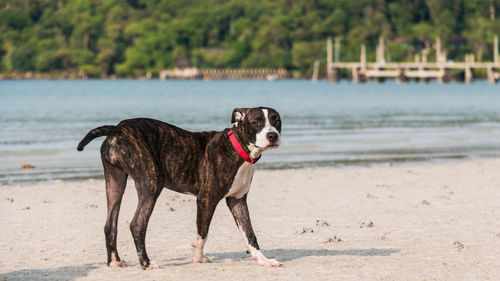 Dog running on beach