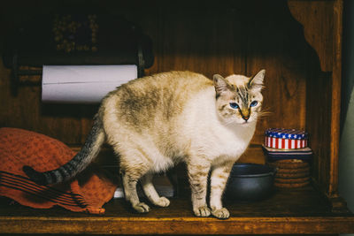 Portrait of cat sitting at home