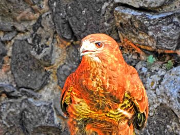 Close-up of bird on rock