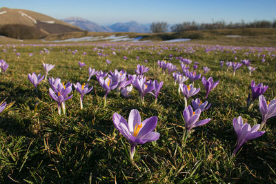 Mountain landscape with violet crocus vernus flowering